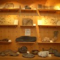 大地化石博物館-大地化石博物館照片