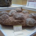 大地化石博物館-大地化石博物館照片