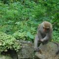 烏山登山步道(台灣獼猴保護區)照片