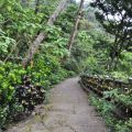 烏山登山步道(台灣獼猴保護區)-烏山台灣獼猴保護區照片