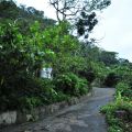 烏山登山步道(台灣獼猴保護區)-烏山台灣獼猴保護區照片