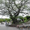 高屏舊鐵橋(高屏鐵橋,舊鐵橋生態園區)-高屏舊鐵橋(高屏鐵橋)照片