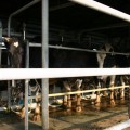 八翁酪農專業區-八翁酪農專業區照片
