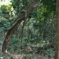 中興林場(新化國家植物園)