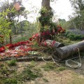 中興林場(新化國家植物園)