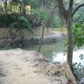 新化國家植物園(中興林場)-中興林場(新化國家植物園)照片