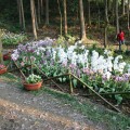 新化國家植物園(中興林場)-中興林場(新化國家植物園)照片