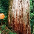 拉拉山-拉拉山照片