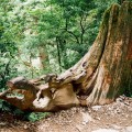 拉拉山-拉拉山照片