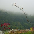 水雲橋