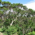 社頂自然公園 (社頂高位珊瑚礁生態保護區)-社頂自然公園 (社頂高位珊瑚礁生態保護區)照片