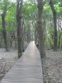 原生植物園-森林浴步道照片