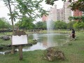 原生植物園-生態池區照片
