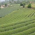 坪頂村茶園