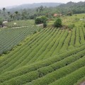 坪頂村茶園