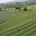 坪頂村茶園