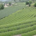 坪頂村茶園-坪頂村茶園照片