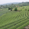 坪頂村茶園