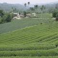 坪頂村茶園