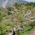 阿里山國家森林遊樂區-沼平公園1照片