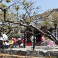 阿里山國家森林遊樂區-阿里山賓館一景2照片