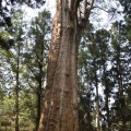 新阿里山神木