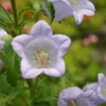 小瑞士花園-小瑞士花園照片