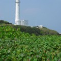 綠島燈塔-綠島燈塔照片