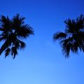 七星潭風景區-傍晚椰子樹剪影照片