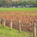 人文公園(環保運動公園)-冬季的荷花池照片