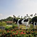 綠盈牧場-乳牛造型裝置藝術照片