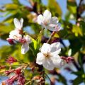 沼平公園的櫻花