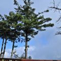 祝山觀日樓(祝山觀日平台)-松樹雲海1照片