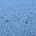 鰲鼓溼地-將頭深入水中覓食的雁鴨照片