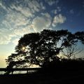 三十六彎-夕陽老樹照片