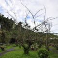 山海觀休閒農園(山海觀咖啡莊園)-山海觀休閒農園(山海觀咖啡莊園)照片