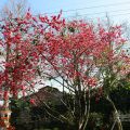 新社莊園(新社古堡花園)-新社莊園(新社古堡花園)照片