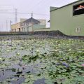 九品蓮花生態教育園區-九品蓮花生態教育園區照片