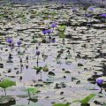 九品蓮花生態教育園區-九品蓮花生態教育園區照片