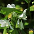 哭泣湖畔石頭屋(凡伊斯山野菜館)-哭泣湖畔石頭屋(民宿)照片