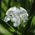 哭泣湖畔石頭屋(凡伊斯山野菜館)-哭泣湖畔石頭屋(民宿)照片