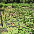 哭泣湖畔石頭屋(凡伊斯山野菜館)-哭泣湖畔石頭屋(民宿)照片