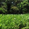 哭泣湖畔石頭屋(凡伊斯山野菜館)-哭泣湖畔石頭屋(民宿)照片