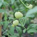 永豐農場-番茄照片