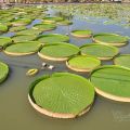 蓮緣香水蓮花園-蓮緣香水蓮花園照片