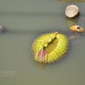 蓮緣香水蓮花園-蓮緣香水蓮花園照片