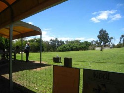 澳洲-布里斯本-lone pine koala sanctuary主照片