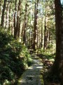 宜蘭 - 太平山茂興懷舊步道照片