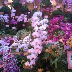 Taiwan International Orchid Show 2010主照片