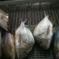 漁夫-黃鍚鯛照片